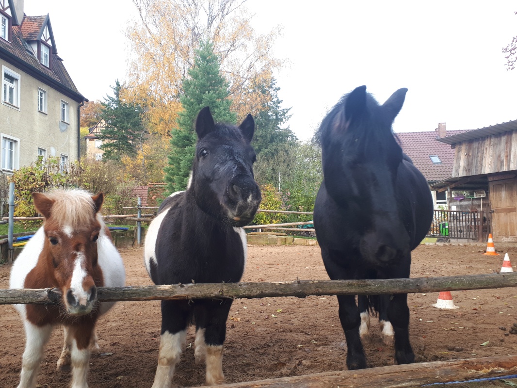 Drei tierischen Helfer - Reittherapie und Erlebnispädagogik in Eltmann in der ErlebnisRegion Steigerwald