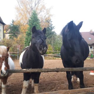 Drei tierischen Helfer - Reittherapie und Erlebnispädagogik in Eltmann in der ErlebnisRegion Steigerwald